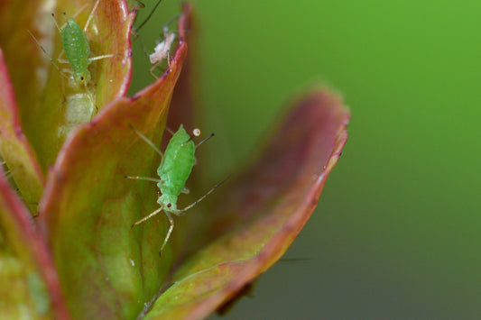 Grüne Blattlaus an Blatt