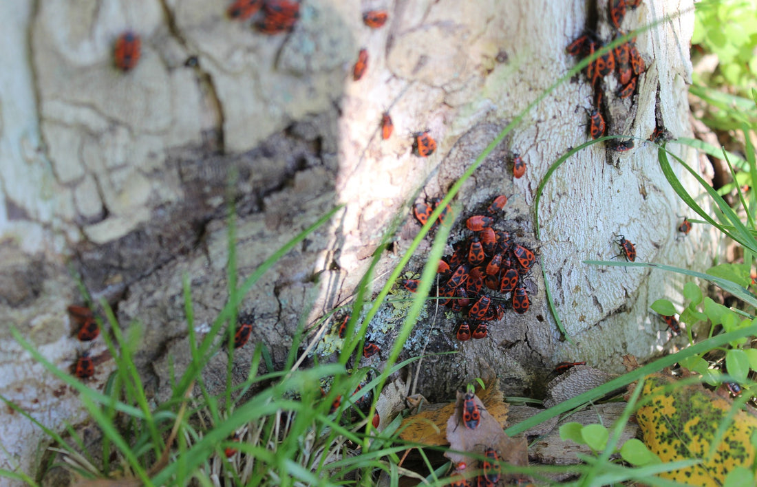 Insekten am Baumstamm
