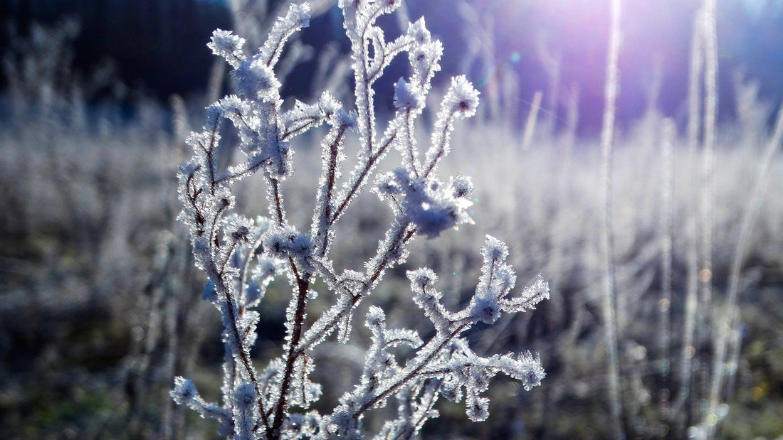 Winter - Die Saison der Silberfischchen?