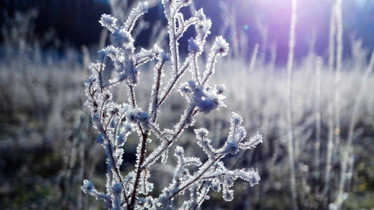 Winter - Die Saison der Silberfischchen?