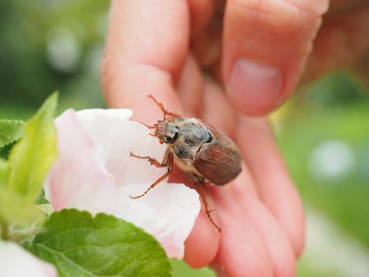 Käfer mit Panzer auf heller Blüte
