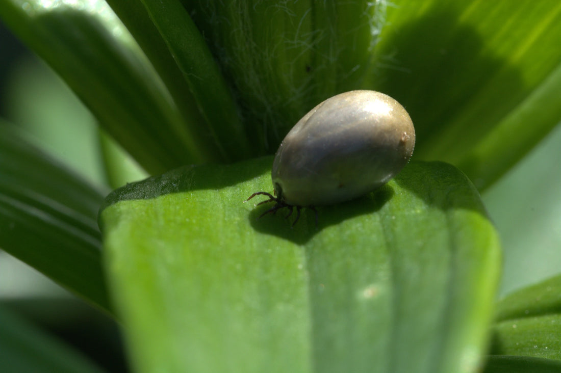 Zecke auf Blatt