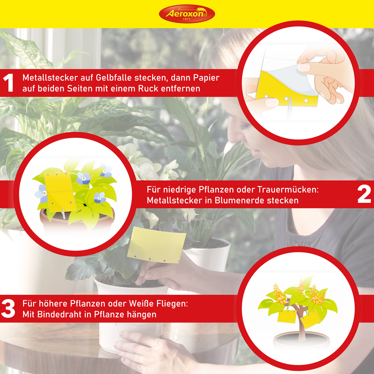 Aeroxon Gelbfalle (Gelbtafel, Gelbsticker)
