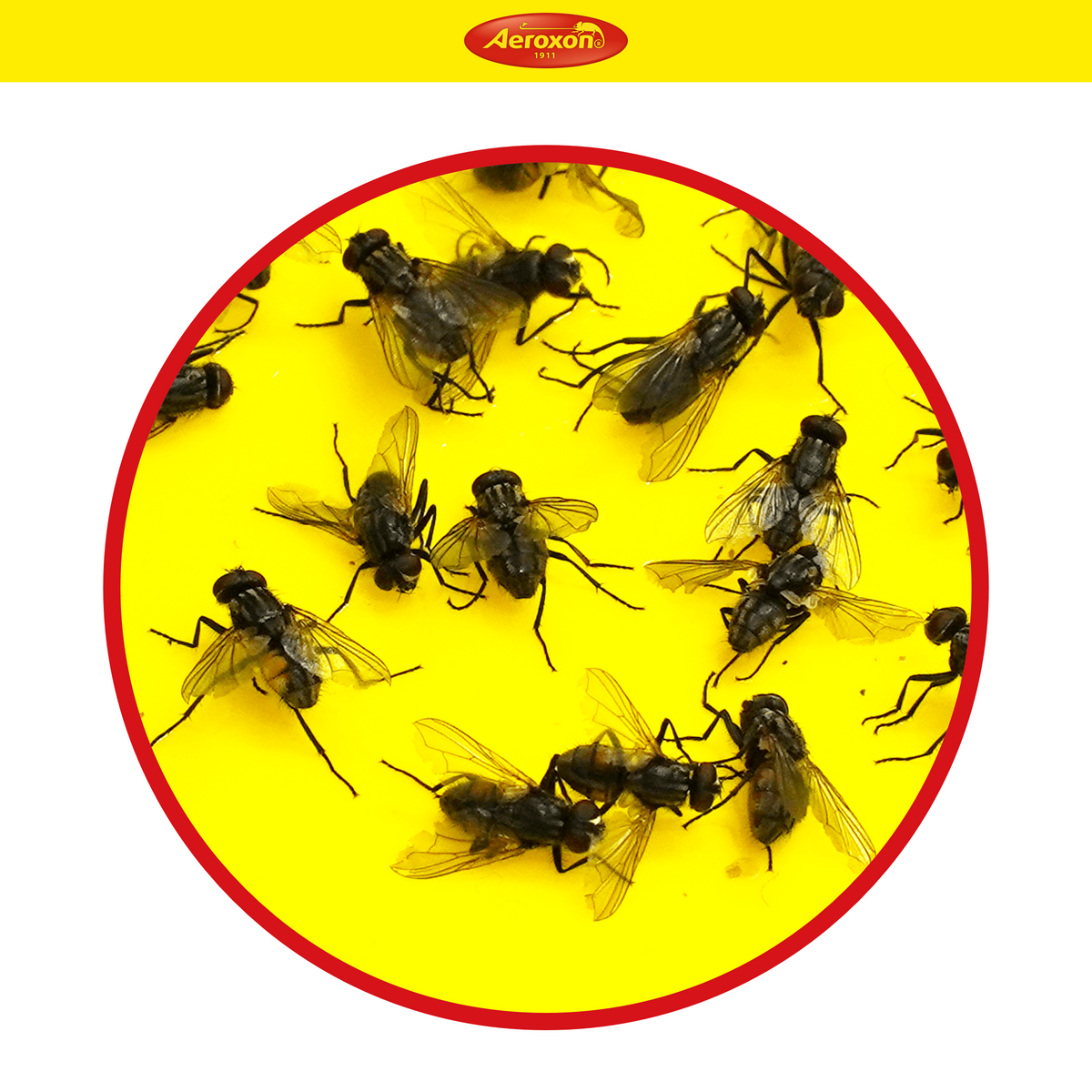 Aeroxon Gelbfalle (Gelbtafel, Gelbsticker)